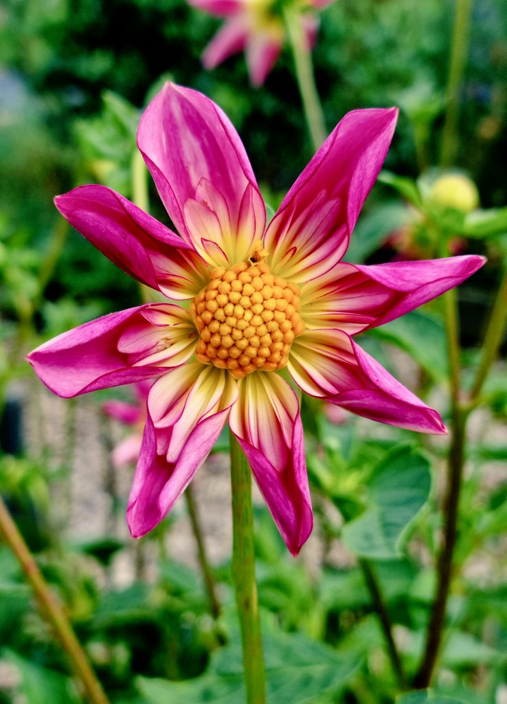 Happy Friday 😊🌸#FlowersOnFriday #Dahlialove