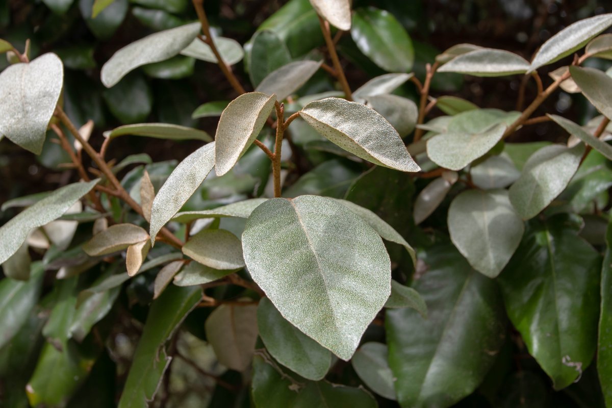 The new type of Green Screen, the Elaeagnus ebbingei, is evergreen and has large, oval-shaped leaves with beautiful shades of green and silver-grey. The Green Screen provides immediate privacy and a green environment. #gardeninspiration #biodiversity #sustainability