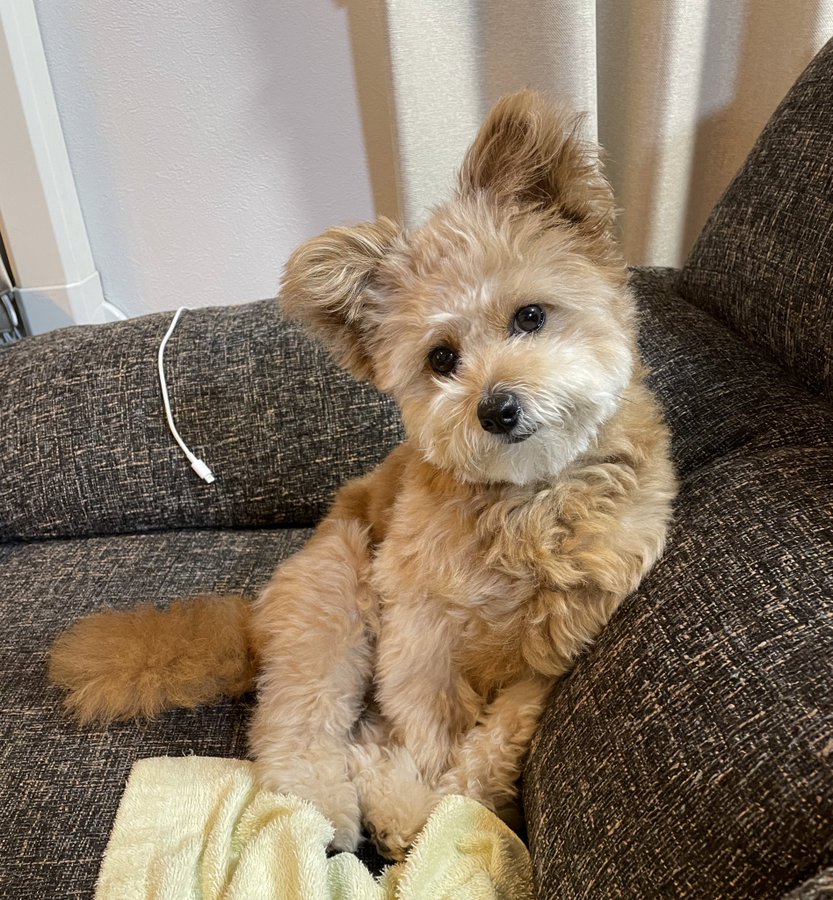トヨタシエンタのcmの犬の種類は 名前はちょうじゅうろう君でタレント犬 来週はきっと晴れ