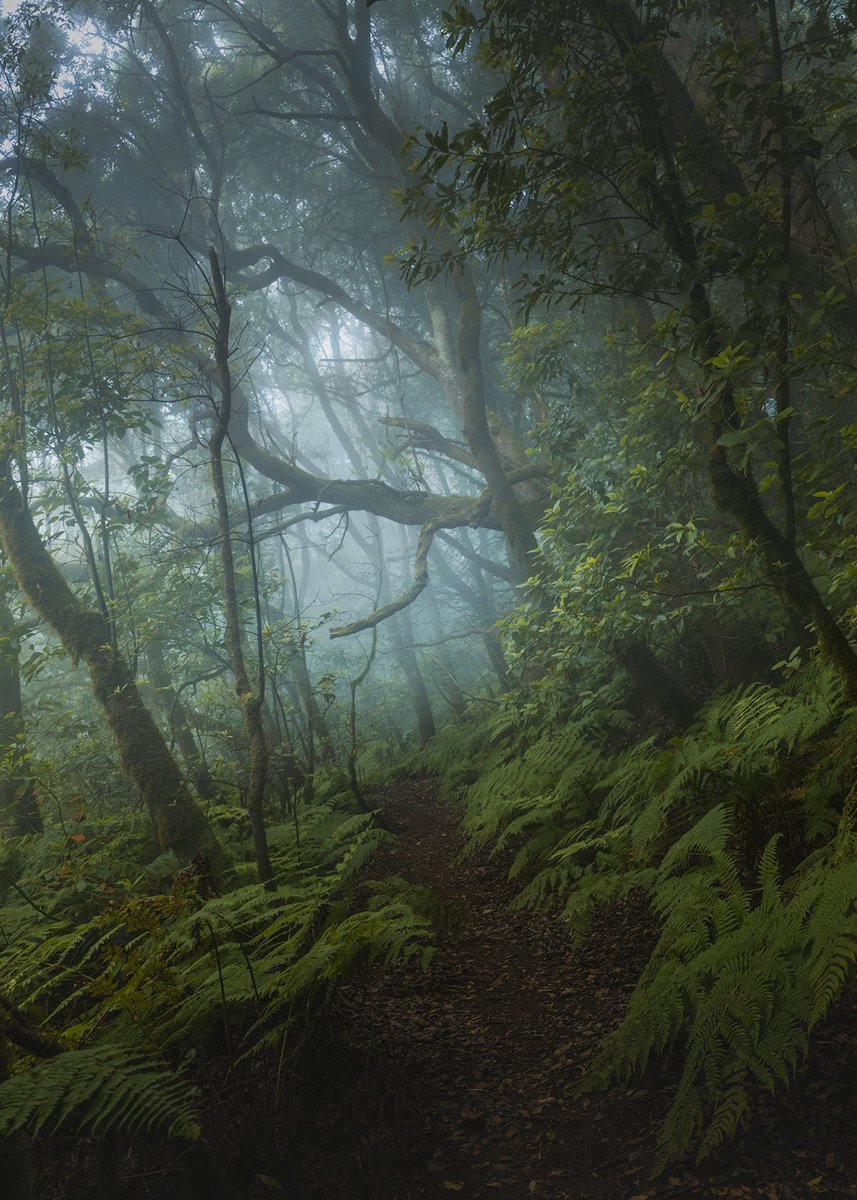 Imanolzuaznabar's tweet photo. Muchas personas me preguntan antes de venir a Tenerife qué recomiendo y que es lo que más me gusta de la isla. Sin duda hay dos cosas imprescindibles para mi,el mundo de misterio de Anaga en dias de niebla,y la sensación de libertad sobre el mar de nubes frente al Teide. https://t.co/XT4FaEZNSa