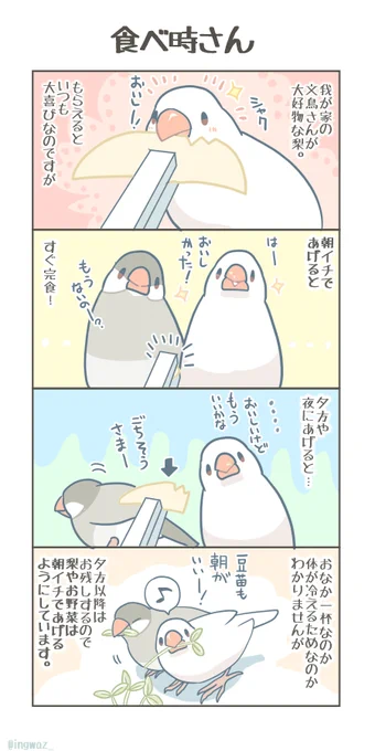 食べ時さん。

我が家では、お野菜やくだものなど、ちょっとひんやりするものは朝一番に食べるのが好きなようで食べっぷりが全然変わります。そんな日常のワンシーン。

#Buncho #javasparrow #文鳥 #とり 