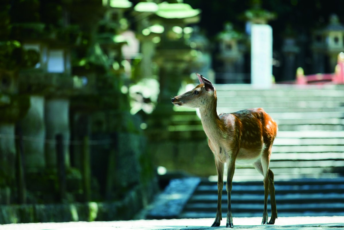 JATATokyo's tweet photo. Have you ever known #Nara was first Japan's capital?
This ancient place is home to three World Heritage sites place you can feel the atmosphere of the Japanese Nara era  1300years ago.
Wanna time travel to the beginning of Japan? 🛸
https://t.co/Ya76wESeAw
#tourismexpojapan https://t.co/ktMTiZglO6