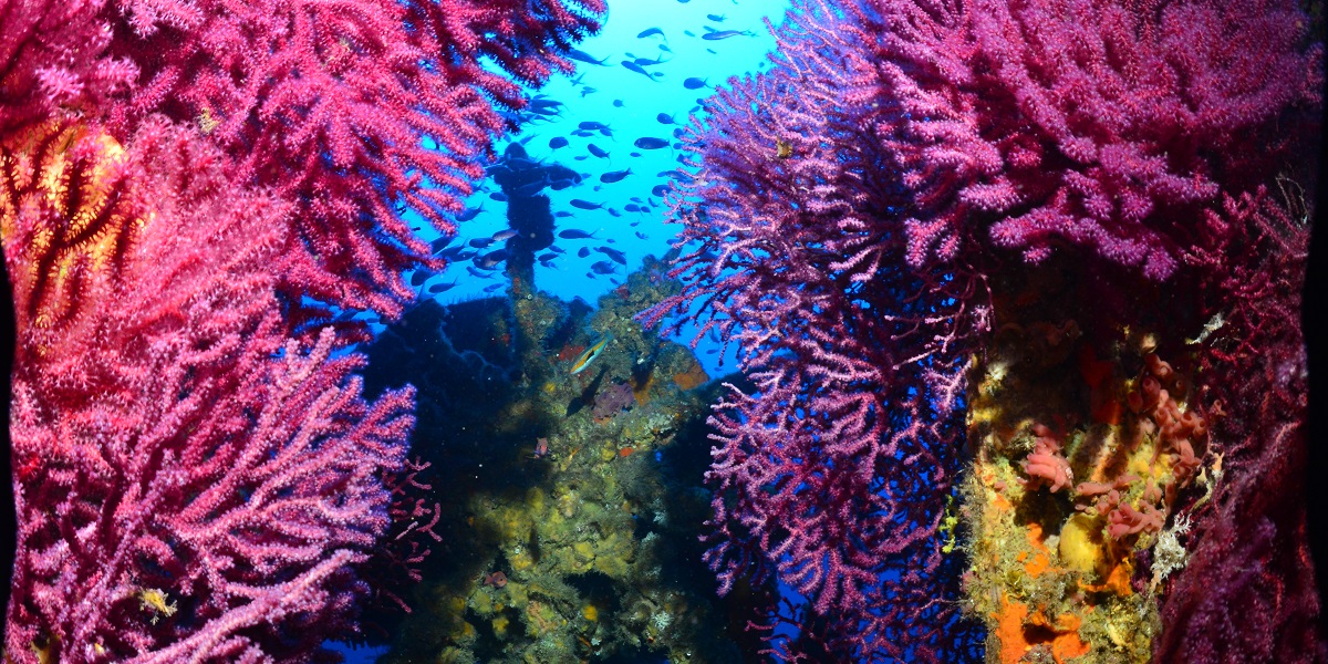 Au sommaire du N°41 de Plongez ! plongez.fr/sommaire-n41/#…