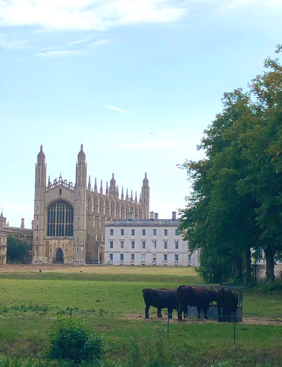 Cambridge Cows tweet media