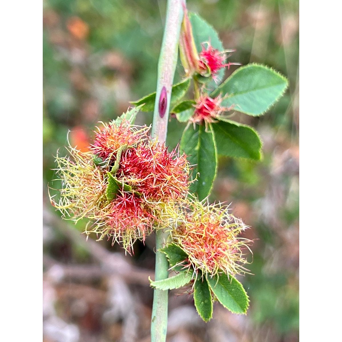 David_Oakes's tweet photo. And whilst we’re on galls; look at these fabulous Robin’s Pin Cushion Galls!
#TeamWasp https://t.co/4MQAFVfJk9 https://t.co/EPr7Q57VD6