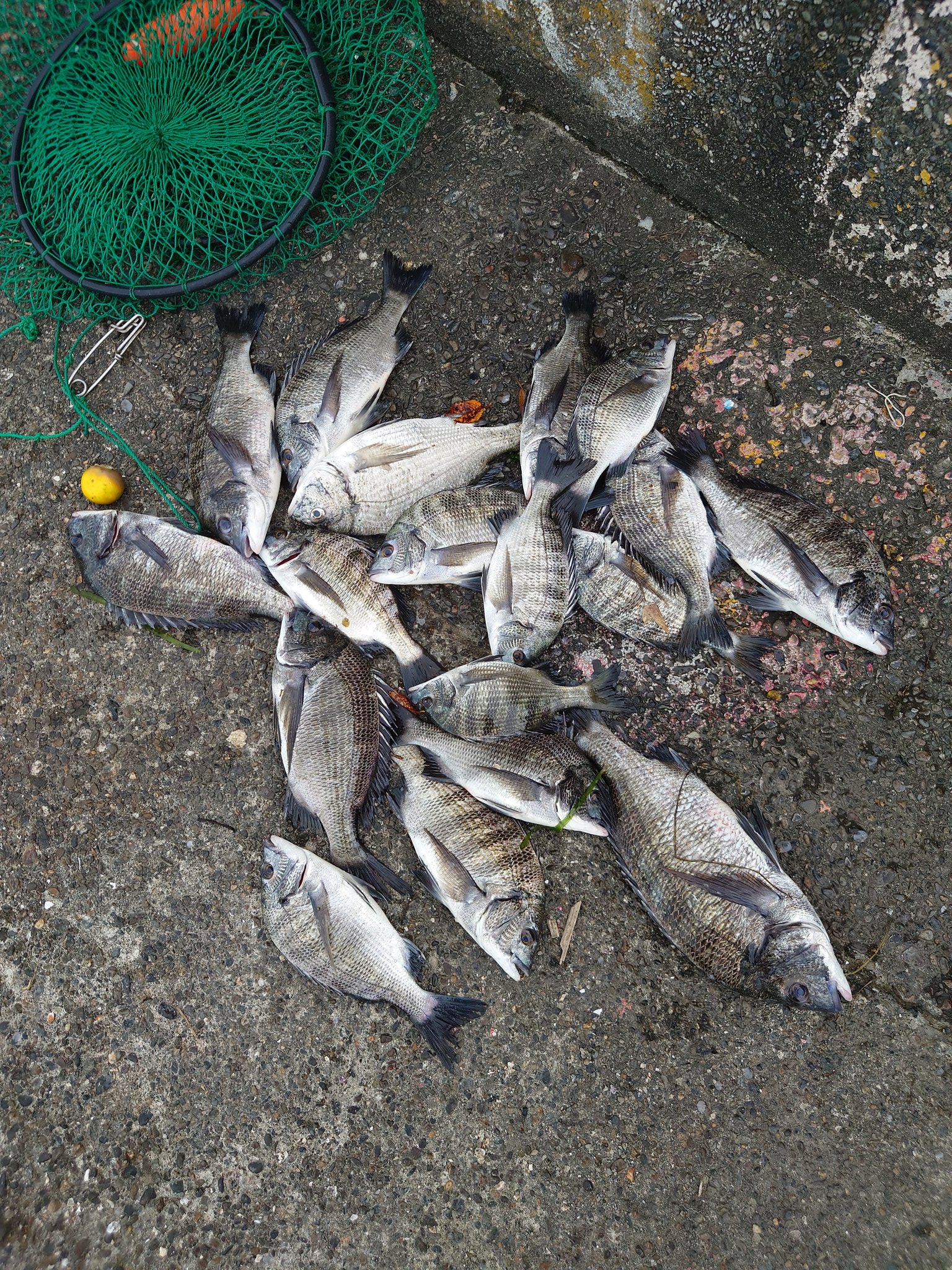 バイトのカズ 鉄道岸壁は平日に限る 黒鯛 チヌ 清水港 T Co Mk8um5sugb Twitter