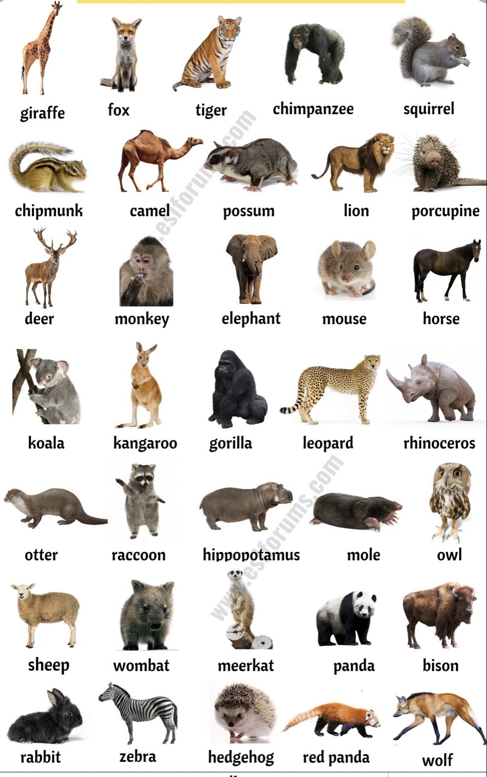 Animals Names I List of All Wild Animals