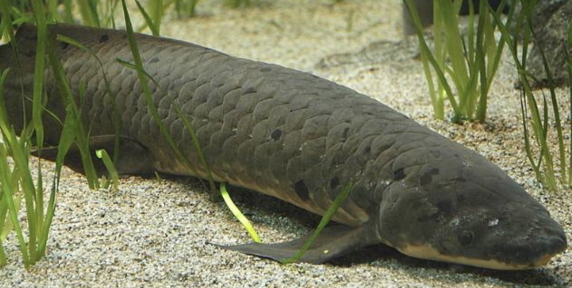 SeasiderSeafood's tweet image. Fun fish fact - Lungfishes breathe, as the name suggests, lungfish have to surface every once in a while to take a breath. However, the only exception is the Australian lungfish. Now there’s one for strange fish fact 🤯🐟 #fishfacts #funfishfacts #fishfactfriday #lungfish