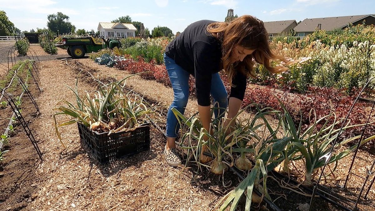 AllForGardening's tweet photo. #Garden #Answer: #Huge #Onion ...
 
#Beautiful #Bush #Dirt #Diy #Earth #Fall #Flower #FunDIY #GardenAnswer
 
https://t.co/nFJWQX59Yh https://t.co/SDVXHuR7eA