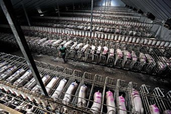 De boel belazeren doe je zo. Want wie weleens wat leest, weet dat de veehouderij in Nederland minder pittoresk is dan op dit kinderboerderij-achtige plaatje. Mijn weerzin tegen <a href="/lientje1967/">Caroline van der Plas</a> groeit met de dag.