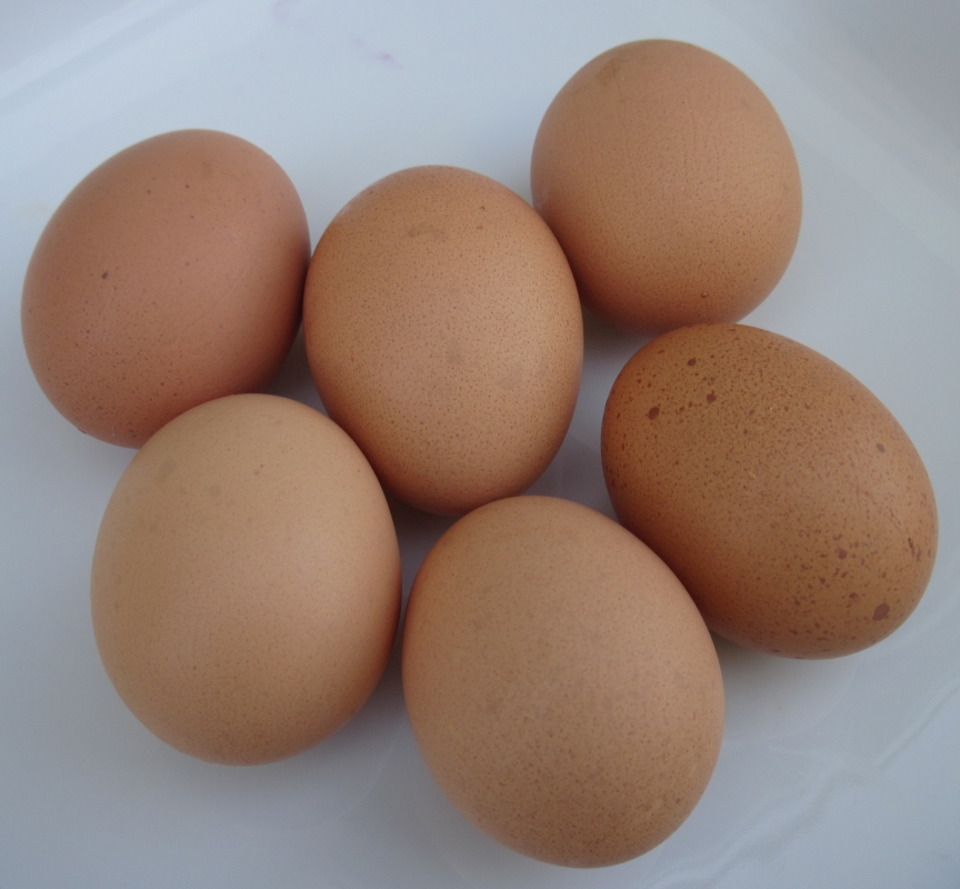 le_jerriais's tweet photo. La pathole d'aniet – #Jèrriais word of today: I' crait aver d's oeux au feu et i' n'a seulement les cruques  - he thinks he's got eggs on the fire &amp; he's only got eggshells https://t.co/NjhhqC5B6i https://t.co/Z6IpVbH9Sw