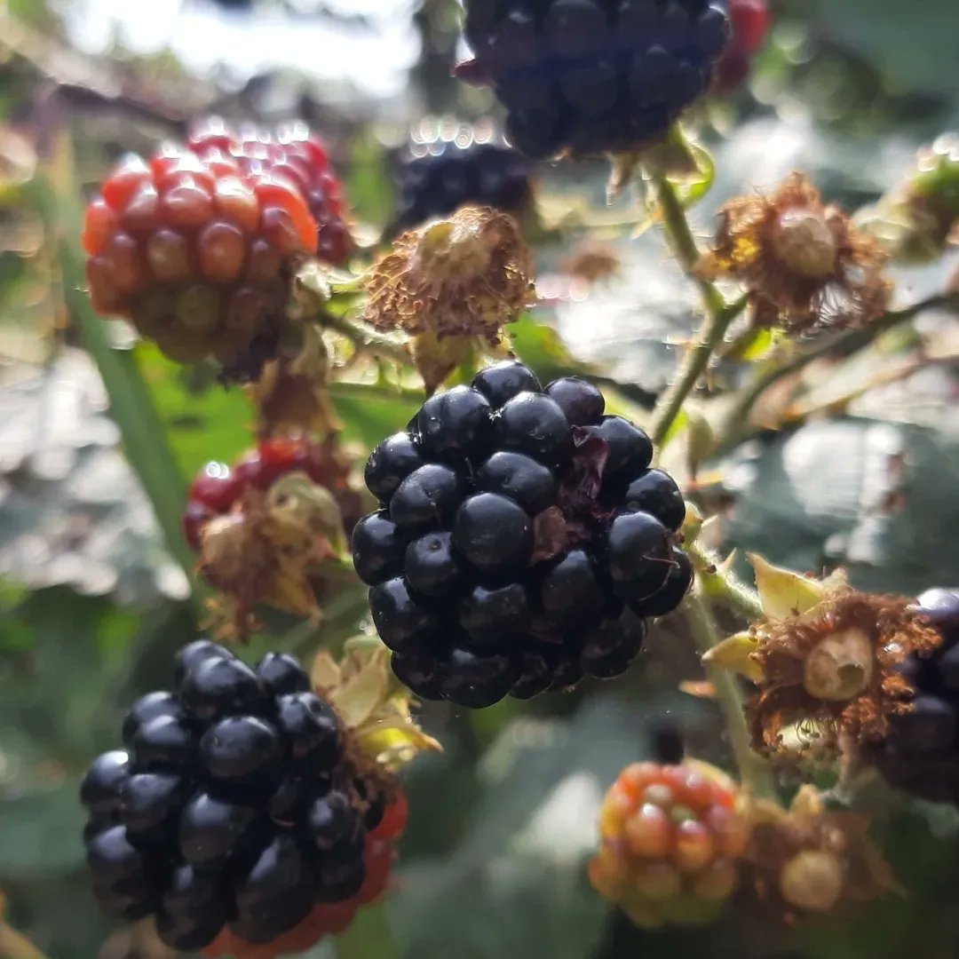 radicalhoneybee's tweet photo. Some of yesterday's #SmallBeauties: a second wave of plump blackberries in the hedgehermitage garden, the phrase 'nice cream'; makes me laugh, perusing my 'Forager's Calendar' & looking forward to a month of firkling, #SolidDennis being impossibly cute, the first ivy flowers. https://t.co/0WxB0HaCwc
