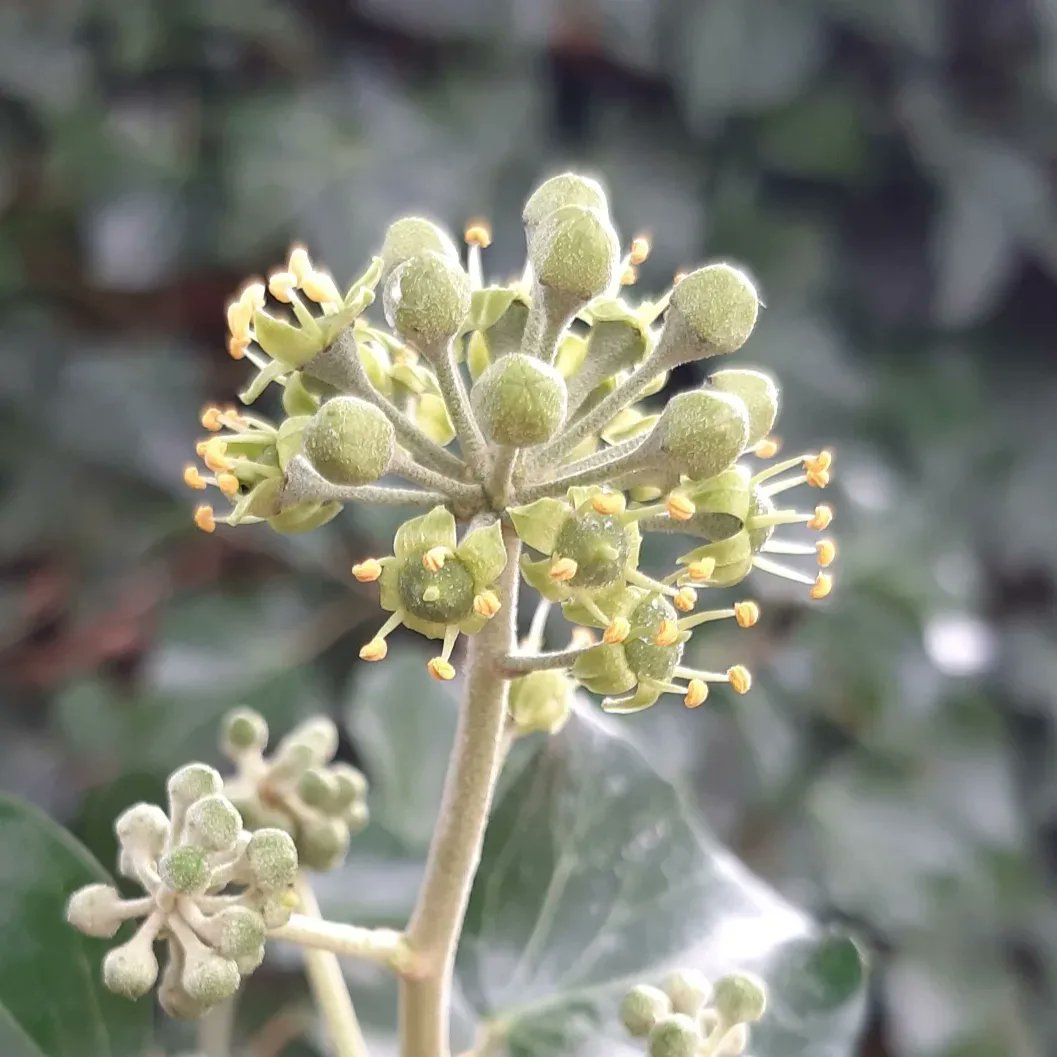radicalhoneybee's tweet photo. Some of yesterday's #SmallBeauties: a second wave of plump blackberries in the hedgehermitage garden, the phrase 'nice cream'; makes me laugh, perusing my 'Forager's Calendar' & looking forward to a month of firkling, #SolidDennis being impossibly cute, the first ivy flowers. https://t.co/0WxB0HaCwc