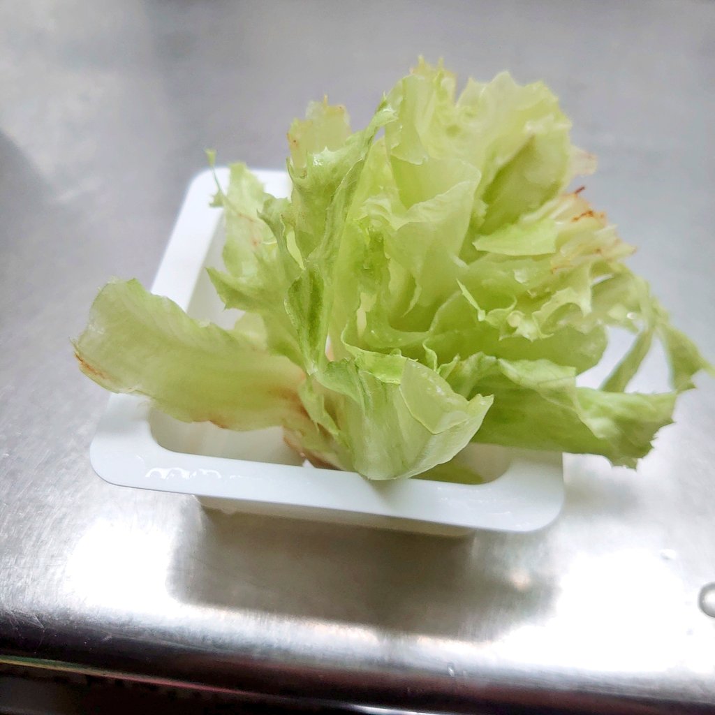 تويتر グリーンカール بحث تويتر