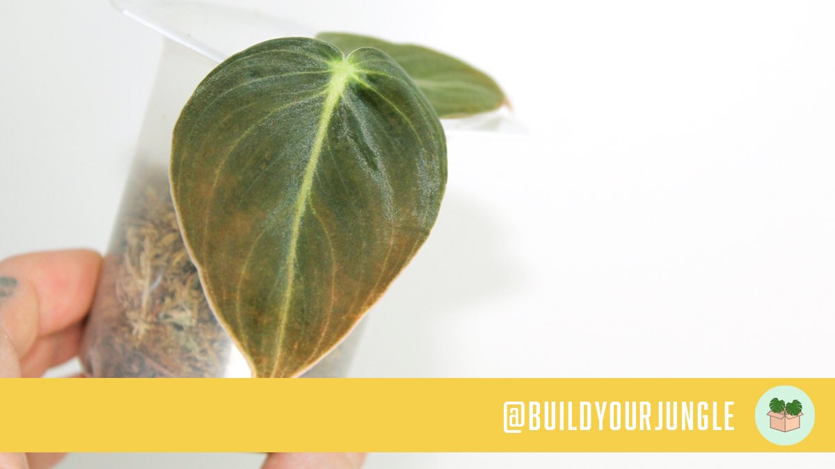 Philodendron ‘Melanochrysum’ can look so different depending on the plant’s maturity! 🌱 Here’s a lil baby rooting in some sphagnum moss in a repurposed yoghurt container #planttwitter #tropicalplants #NaturePhotography #aroids
