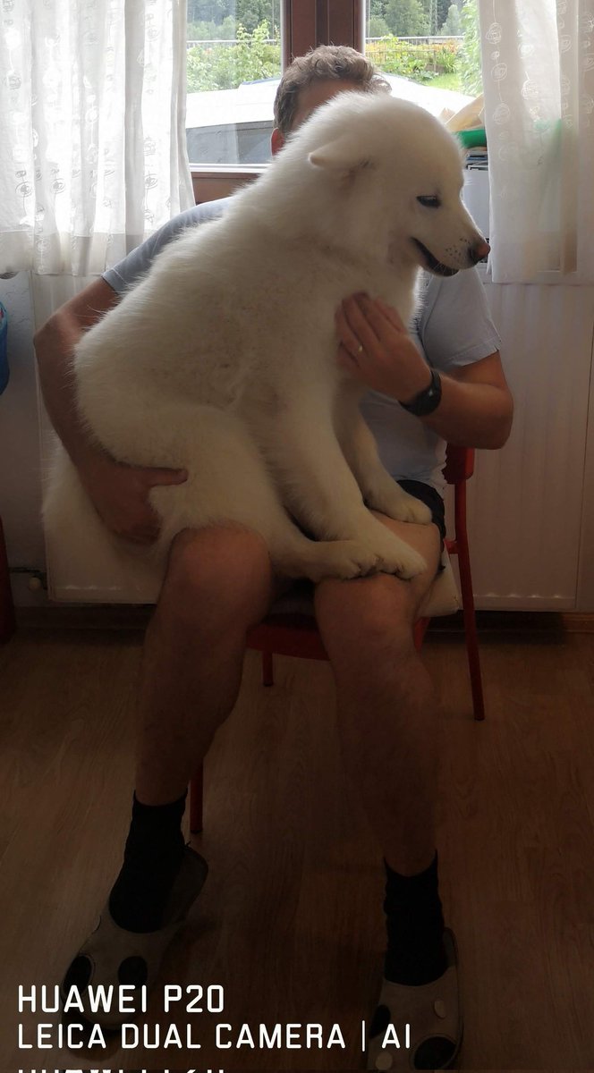 ThalerChris's tweet photo. @bunsenbernerbmd @dog_rates She thinks she's a pug #tinypup #lapdog #whitealaskanmalamute https://t.co/S1mwtueaxM
