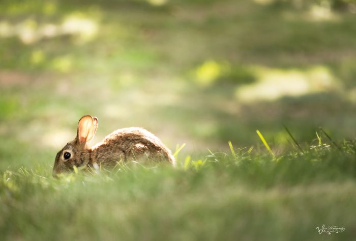 September 2: Rabbit 
wisephotographyforyou.wordpress.com
#bunny #rabbit #coney #newworldcottontailrabbit #cottontail #cottontailrabbit #leporidae #animalia #mammalia #easterncottontail #sylvilagusfloridanus #bunnies #rabbits #cottontails #rabbitsoftwitter #bunniesoftwitter