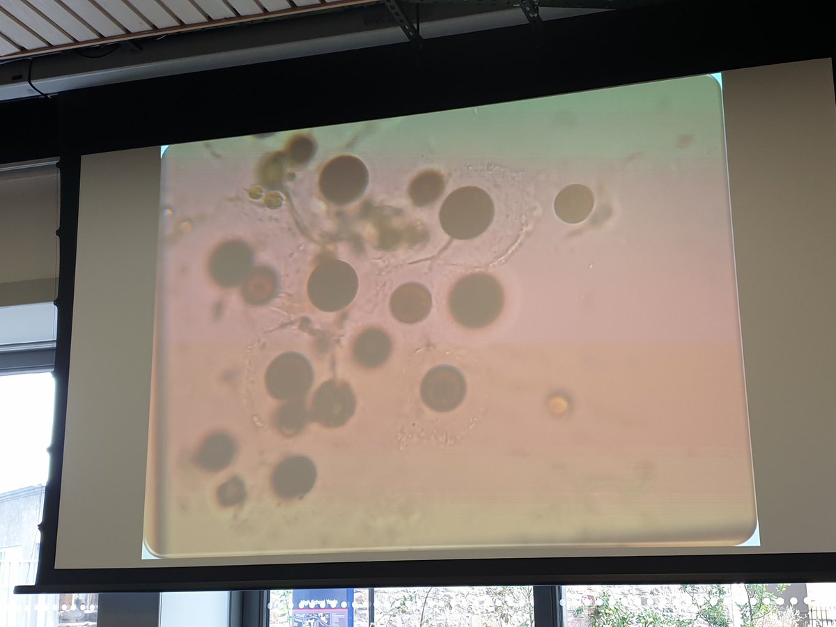 JaszzyJas's tweet photo. Next at #UKASC22 we have @scienceisnotfun chatting about #Antarctic snow algae and how we can measure it - there is huge amounts of diversity and we can even detect some of this from space! 🛰 @SAMSoceannews https://t.co/ubGnwRfEzx