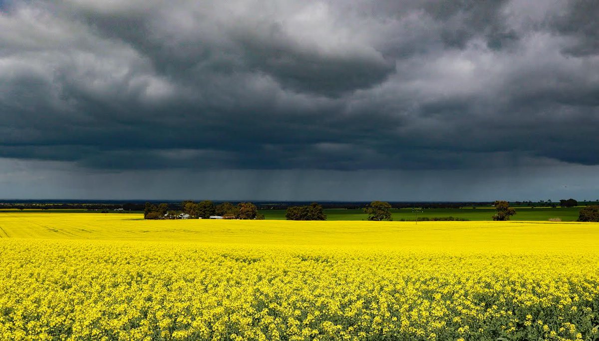 AgspecAus's tweet photo. 🌧 It looks like rough weather is continuing over this #canola #crop in #Strathalbyn, #SA. Thankfully @AgspecAustralia Philip Lintern was able to stay dry ☂️
Protect your canola with #Enviroshield by #Agspec 👉 https://t.co/qCeNUsthSn https://t.co/FHcTa8Hawr