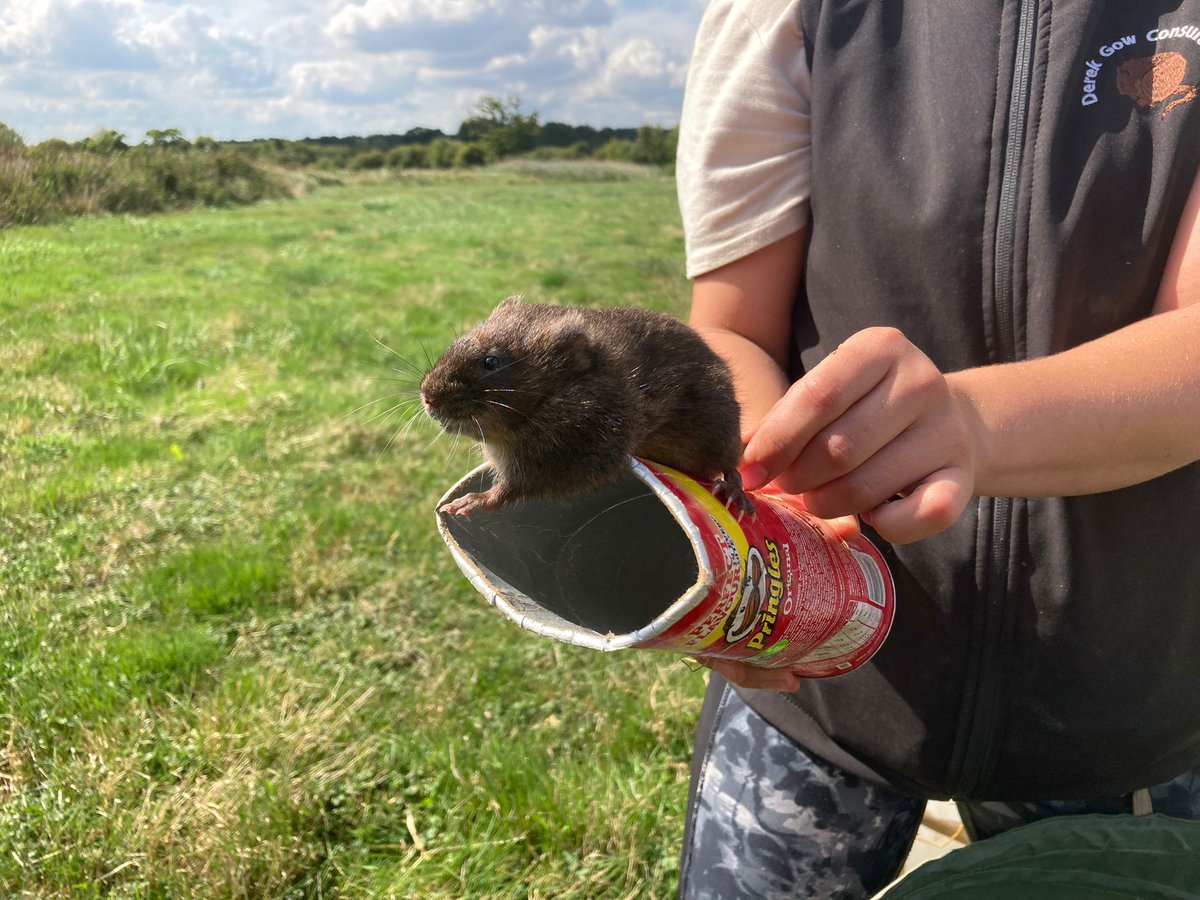 Our @Gameandwildlife scientists and advisors are involved in a VERY exciting project, working closely with land managers and other organisations to reintroduce #watervoles to the Lower Avon... Find out more here: bit.ly/3B5OYlK #monitoring #fieldsigns