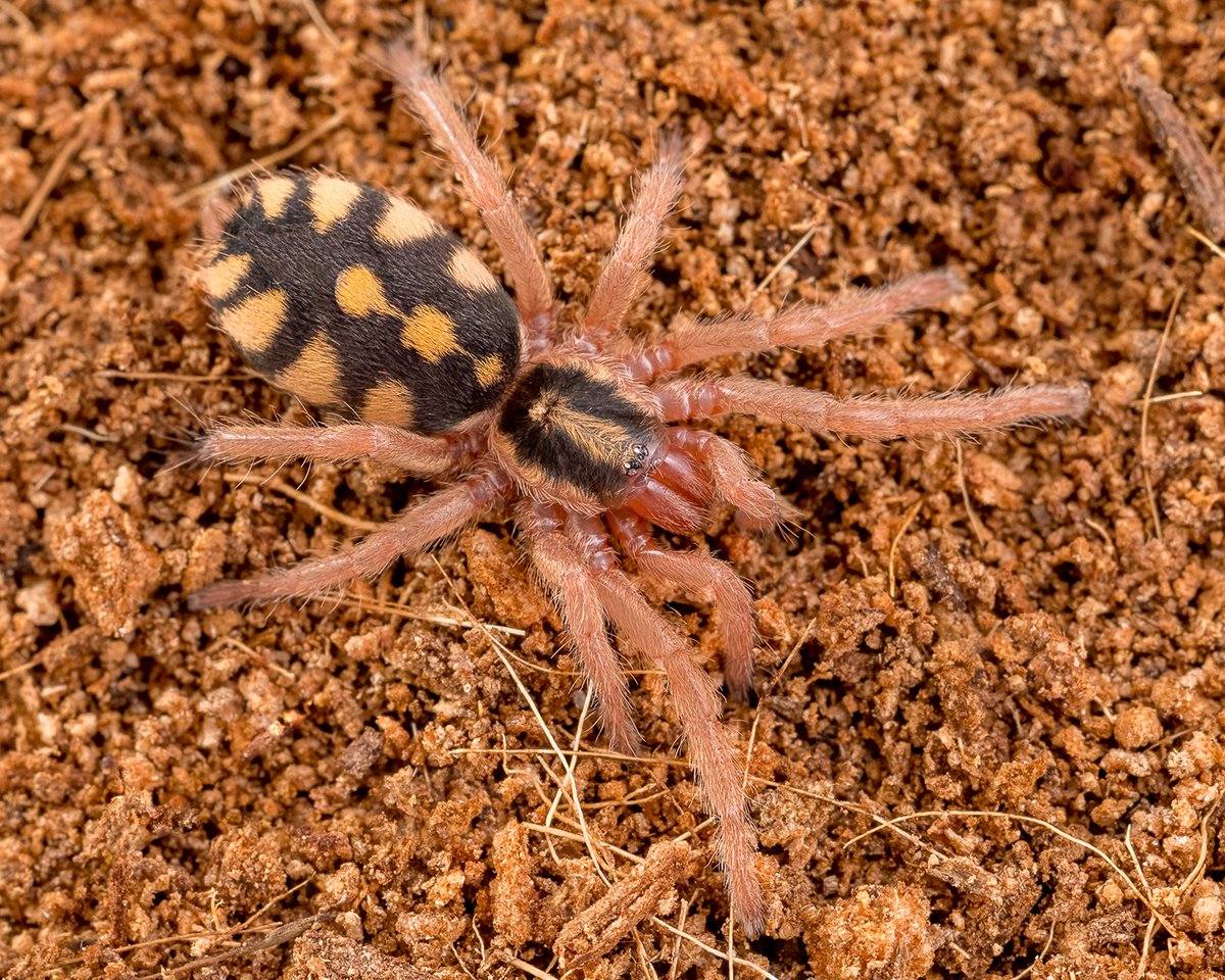 AnimalFactHub's tweet photo. The pumpkin patch tarantula is a beautiful species of dwarf tarantula found in Colombia 

They are highly sort after as pets 

#spider #animals #facts https://t.co/5IzE3EIPoN