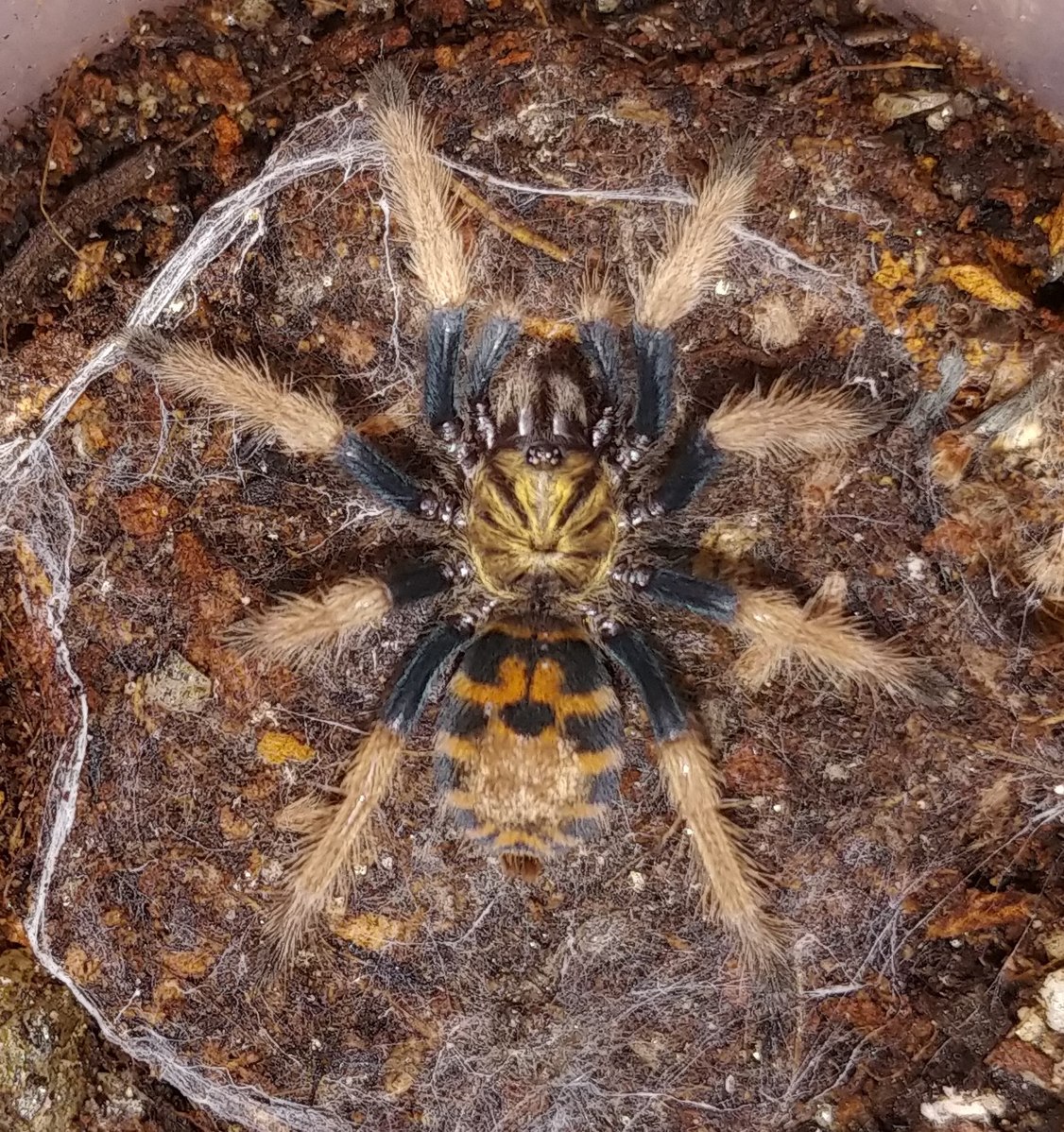 AnimalFactHub's tweet photo. The pumpkin patch tarantula is a beautiful species of dwarf tarantula found in Colombia 

They are highly sort after as pets 

#spider #animals #facts https://t.co/5IzE3EIPoN