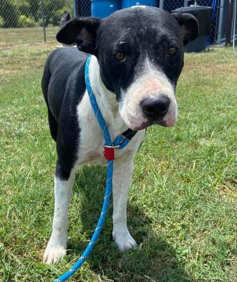 🆘EMERGENCY HELP🆘
Cross #08-965
Colt #08-964
🔥THEY DIE FRI 9/2🔥PLEASE #pledges NOW
Only HOURS to save😭
PLEASE HELP🙏
INNOCENT boys ABANDONED‼️
Owner MOVED OUT‼️left in DEPLORABLE CONDITIONS
Both boys are dog friendly &amp; HIGHLY adoptable &amp; deserve a loving home
Beeville ACS #TX