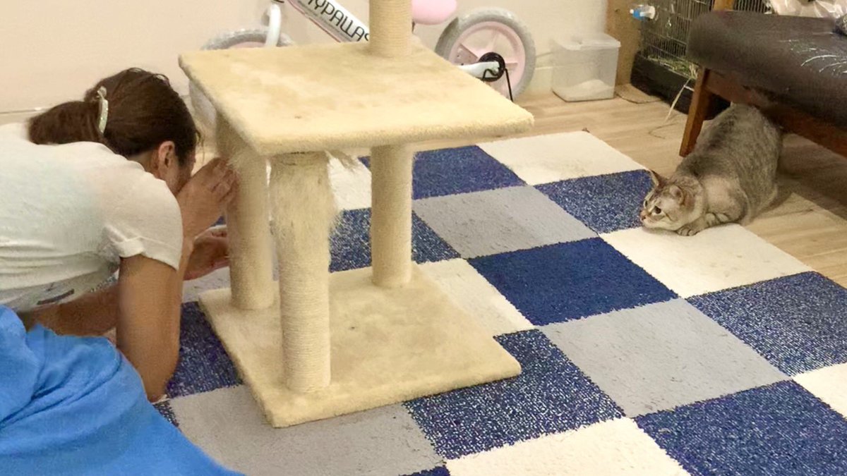 猫の爪研ぎを人間が使ったら大激怒…

youtu.be/yoRSap6xZss