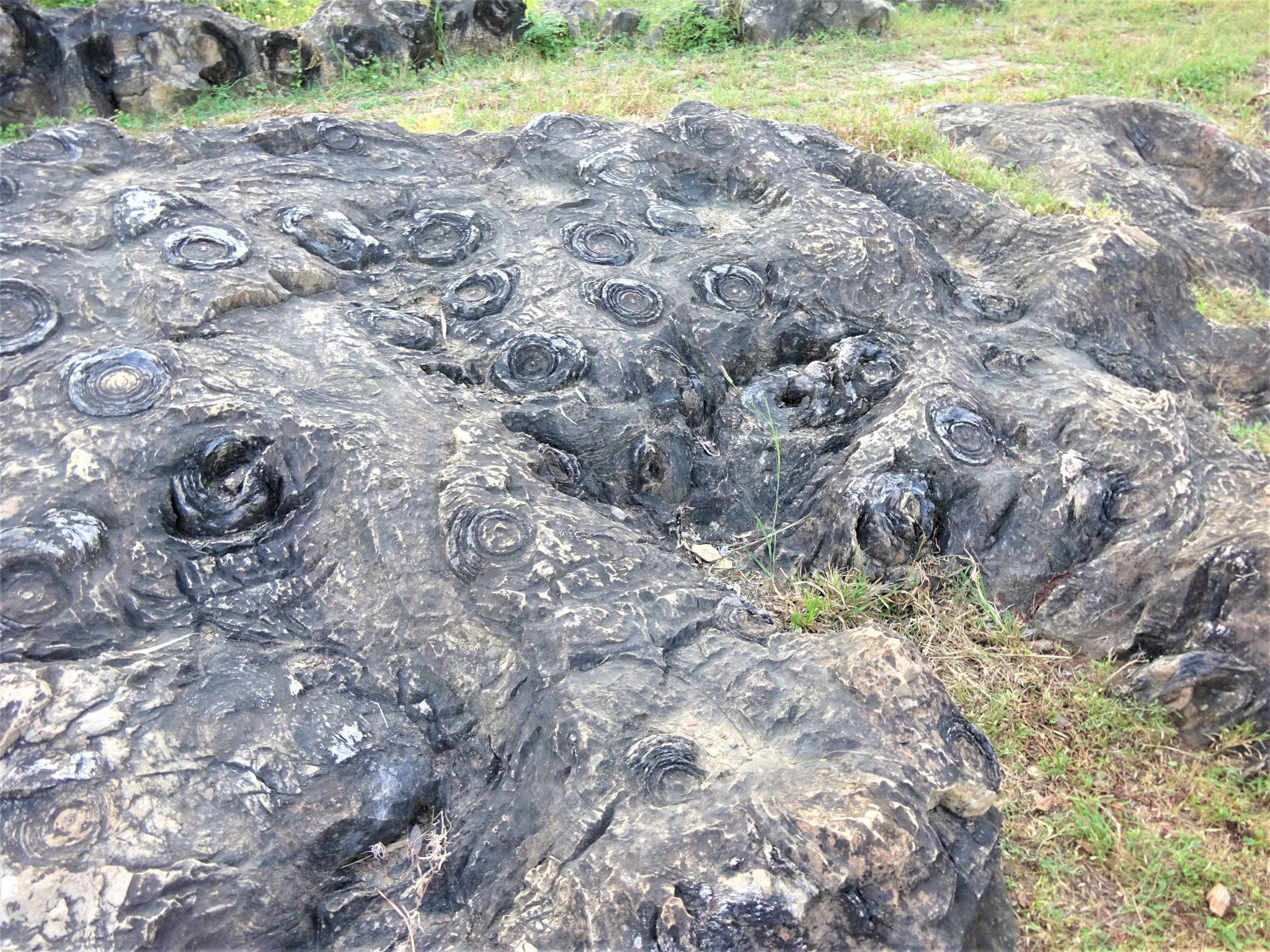 madan kushwaha on Twitter "GemsOfIndology The age of the fossils