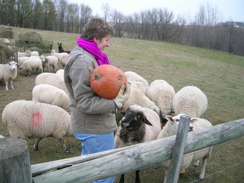 CaFriendMN's tweet photo. Every fall, I used to smash pumpkins for the sheep. Alert readers will recognize Black Girl (she’s in my photo on the back of Sheepish.) I was explaining to the eager ewe that she needed to move back so I could smash! https://t.co/6bGR1RGafS