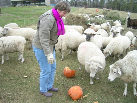 Every fall, I used to smash pumpkins for the sheep. Alert readers will recognize Black Girl (she’s in my photo on the back of Sheepish.) I was explaining to the eager ewe that she needed to move back so I could smash!
