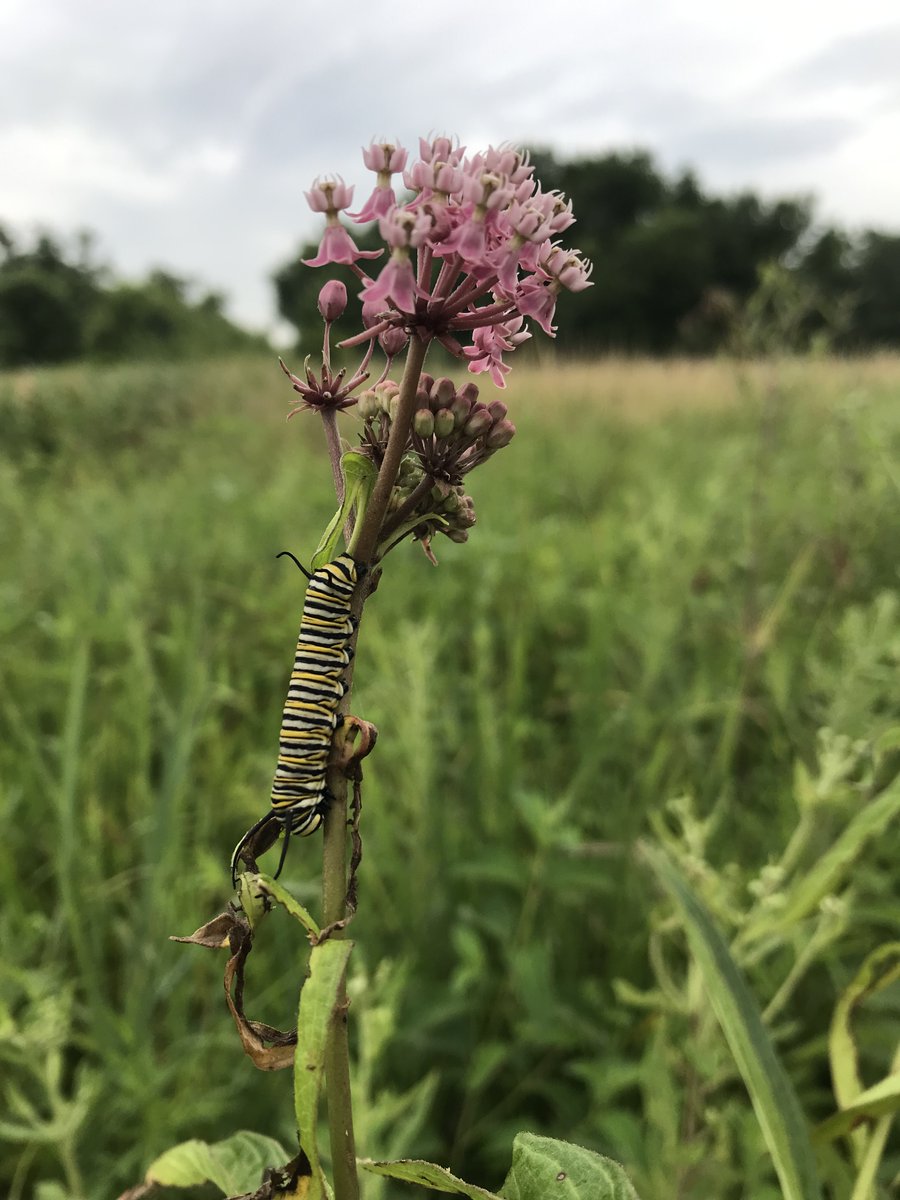 During a recent #CRP status review, District Conservationist Clint Roby spotted a happy #monarchcaterpillar munching away on #milkweed. CRP improves water quality, reduces soil erosion, and increases habitat for endangered and threatened species.  bit.ly/2K6saIH