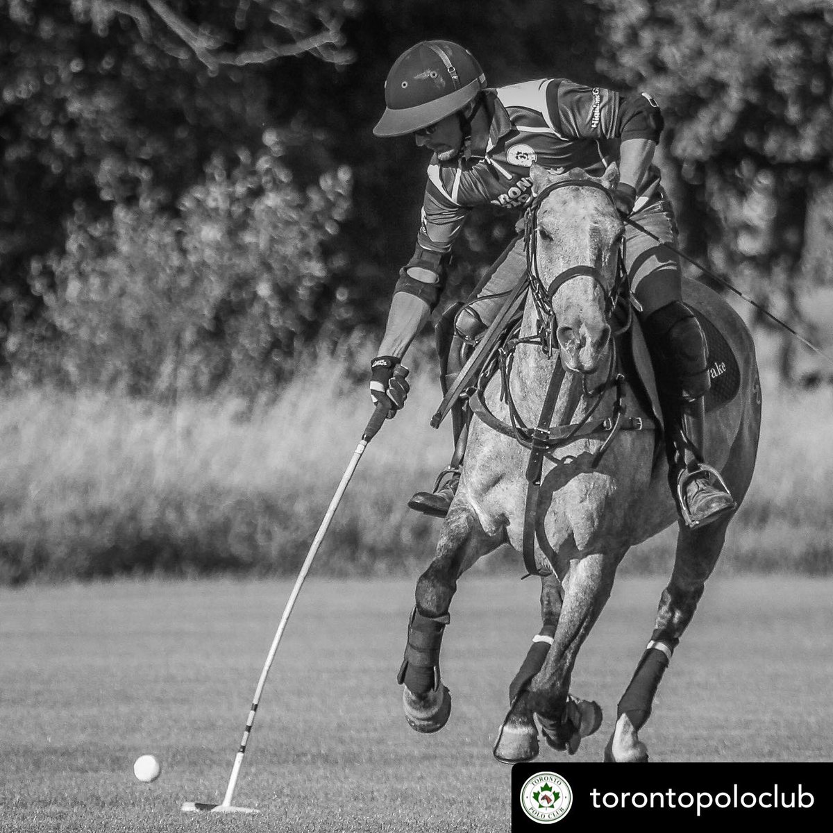 NiagaraPolo's tweet photo. @torontopoloclub is getting ready for @niagarapolo September 10! 

#practicmakesperfect #playpolo #charitypoloclassic #poloplayer #poloponies #niagara #winecountry #roadtrip #loveniagara #poloevent #🍾#🏆#🐎 https://t.co/BsduljACg4