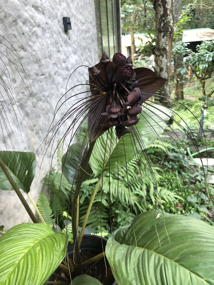 ARV36948297's tweet photo. Ladies & Gentlemen, presenting… The #Batflower. @PreethyPrasant1 @kerketta_punam @NatureIn_Focus @Viera_mits #Bats @ParveenKaswan @dharamveerifs @SudhaRamenIFS @sangeethsivan @EverlyFinch https://t.co/qhZUELrIx7