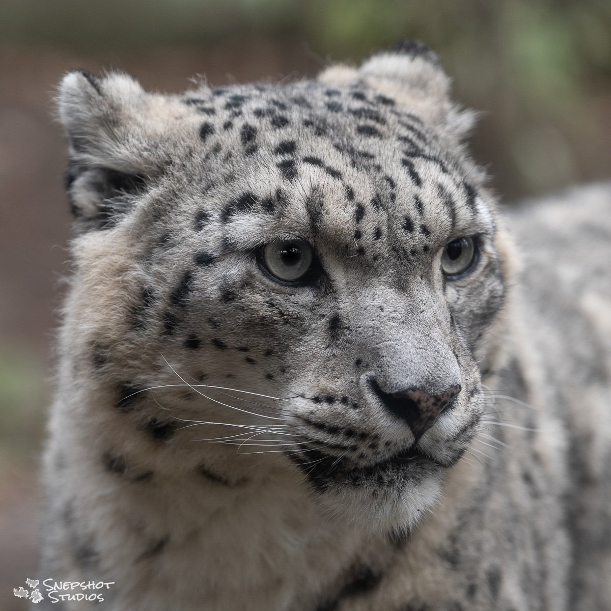new_einstein's tweet photo. Happy #sneptember to all my #snowleopard friends and our spotted feline fellows! https://t.co/svv47Uh1ie