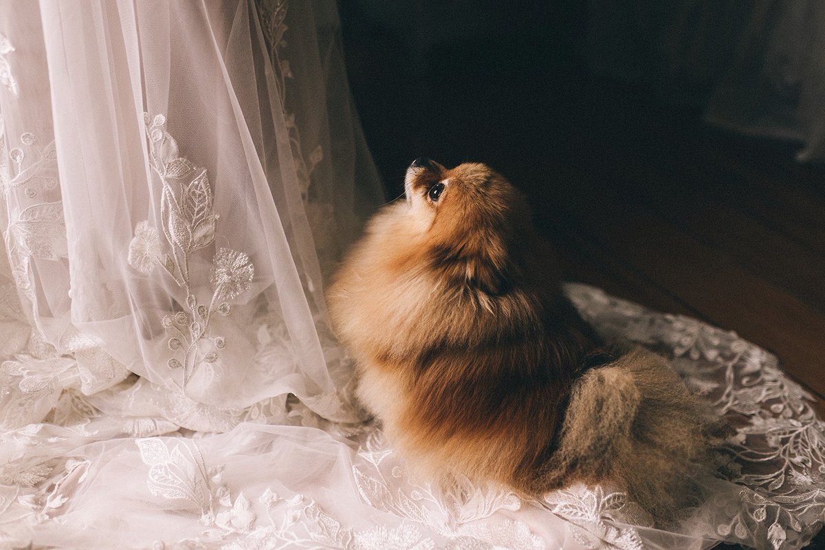 Daniel Dale tweet media