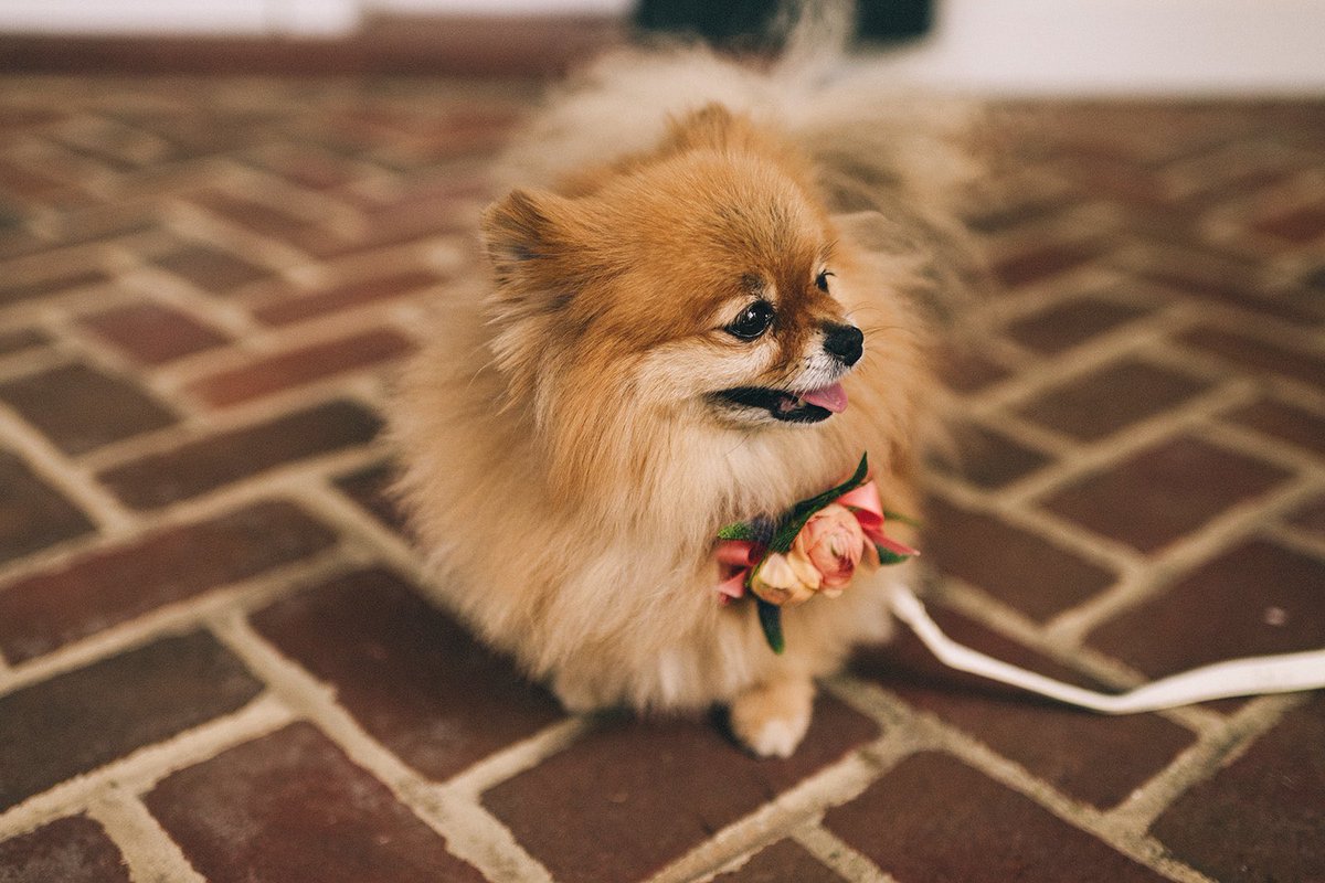 Daniel Dale tweet media