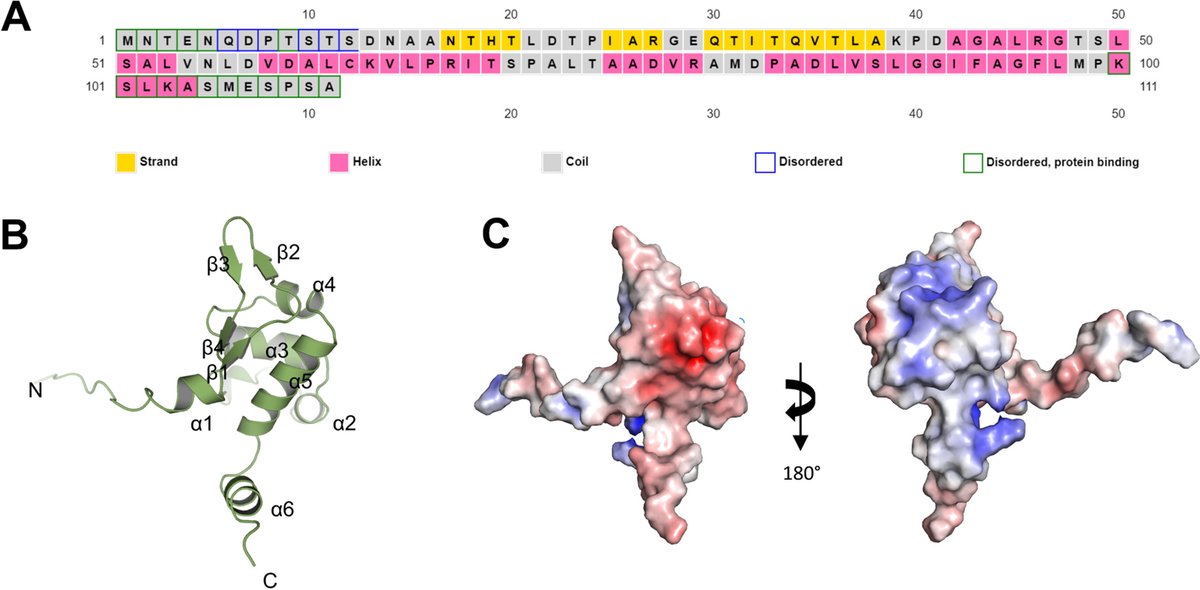 Collaborative study reveals that Bg_9562, an antifungal protein from Burkholderia gladioli forms filament like structures <a href="/deepjxtal/">Deepti Jain</a> <a href="/jmsgopal1/">Gopaljee jha</a>
journals.asm.org/doi/full/10.11…