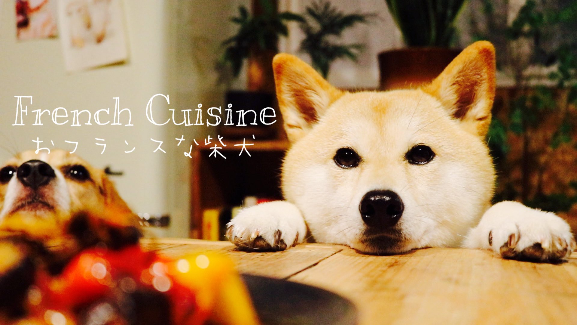 柴犬ぷんちゃんと手作り犬ごはん 犬用パンは焼きたてが1番美味しいのです T Co Xii4zxj63o Twitter
