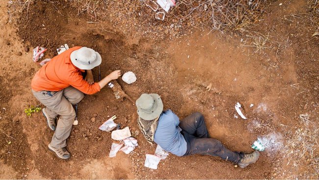 Everything_Dino's tweet photo. Africa's oldest dinosaur Mbiresaurus raathi provides a new perspective on the origins and dispersal of the Dinosauria, our blog has more: https://t.co/OkyXc8e6WN #EverythingDinosaur #Mbiresaurus #dinosaurfossils #FossilFriday https://t.co/kTXpFTSmDP