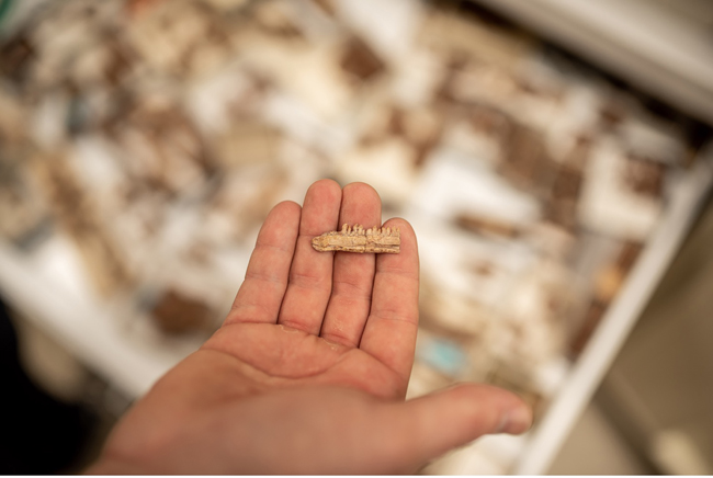 Everything_Dino's tweet photo. Africa's oldest dinosaur Mbiresaurus raathi provides a new perspective on the origins and dispersal of the Dinosauria, our blog has more: https://t.co/OkyXc8e6WN #EverythingDinosaur #Mbiresaurus #dinosaurfossils #FossilFriday https://t.co/kTXpFTSmDP