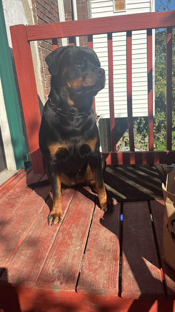 3hunna2_'s tweet photo. She really not one of them #PureBred #GermanRottweiler 🧬🏆✅ https://t.co/Nim7EdVo05