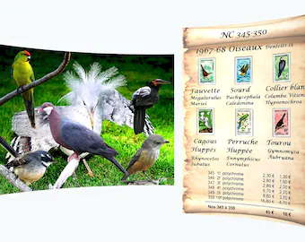 barbierjeanf's tweet photo. The birds of New Caledonia wall decor art print https://t.co/c07CM6P0Rj
#BirdsOfTheIslands #birthdaygift #Walldecoration #stampcaledonia1964 #philatelycollection #thankyougift #digitalvisualart #A4ArtPrint #PhilatelistGift #giftmanwoman #lovetenderness #photomontage#Wildlife https://t.co/rCZP34jt4v