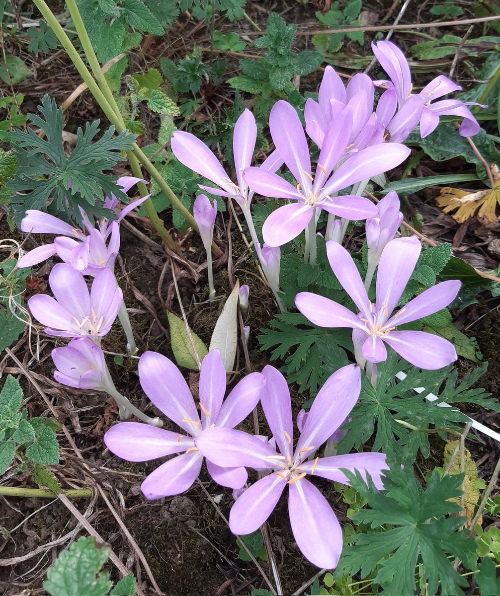 Littleashgarden's tweet photo. A dainty Colchicum #lostlabel https://t.co/EcIeIINxxU