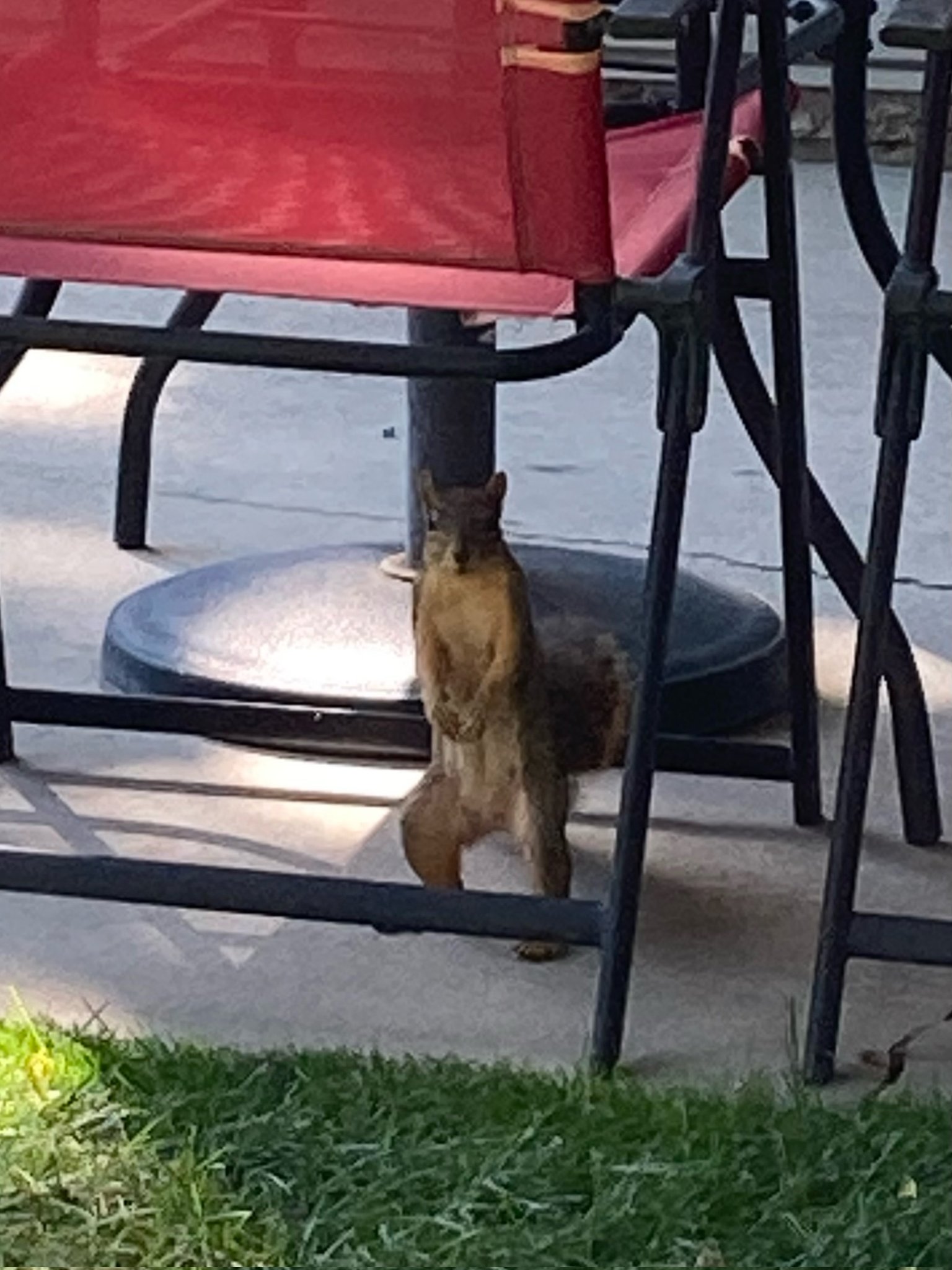 Squirrels of Boise, Idaho (SquirrelsLos) / Twitter