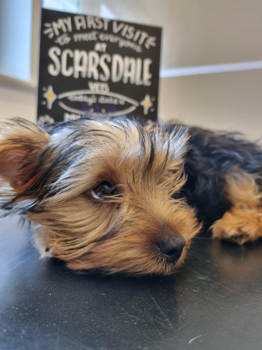 This cute little guy is Alfie, he was super relaxed for 1st visit and vaccination at Stapenhill today, he even curled up for a rest whilst we talked about his preventative healthcare! Welcome to Scarsdale Alfie! 😆  🐶

#ScarsdaleVets #pet #dogs #vet