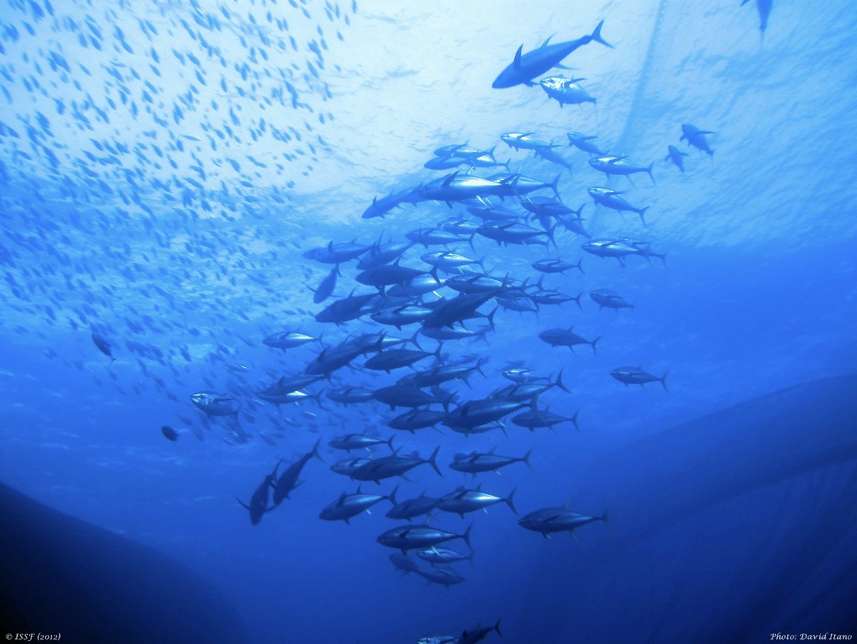 @SeafoodSource featured our annual Status of the Stocks report, highlighting tuna stock changes since March 2022: ow.ly/LTm650Ky1pZ #StatusOfTheStocks