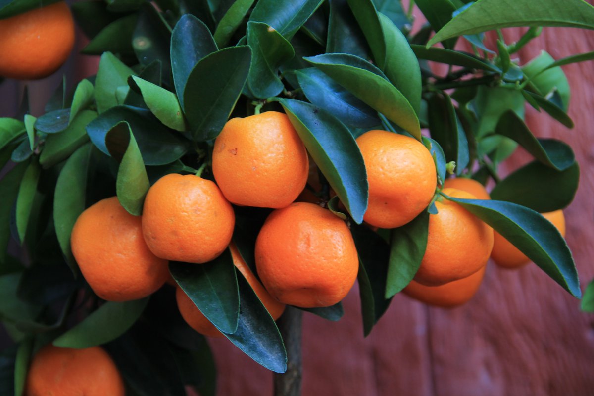 DoveMed's tweet image. #Mandarinoranges can help improve the heartÕs health. Read more about the #health benefits at dovemed.com/healthy-living… #NaturalHealth