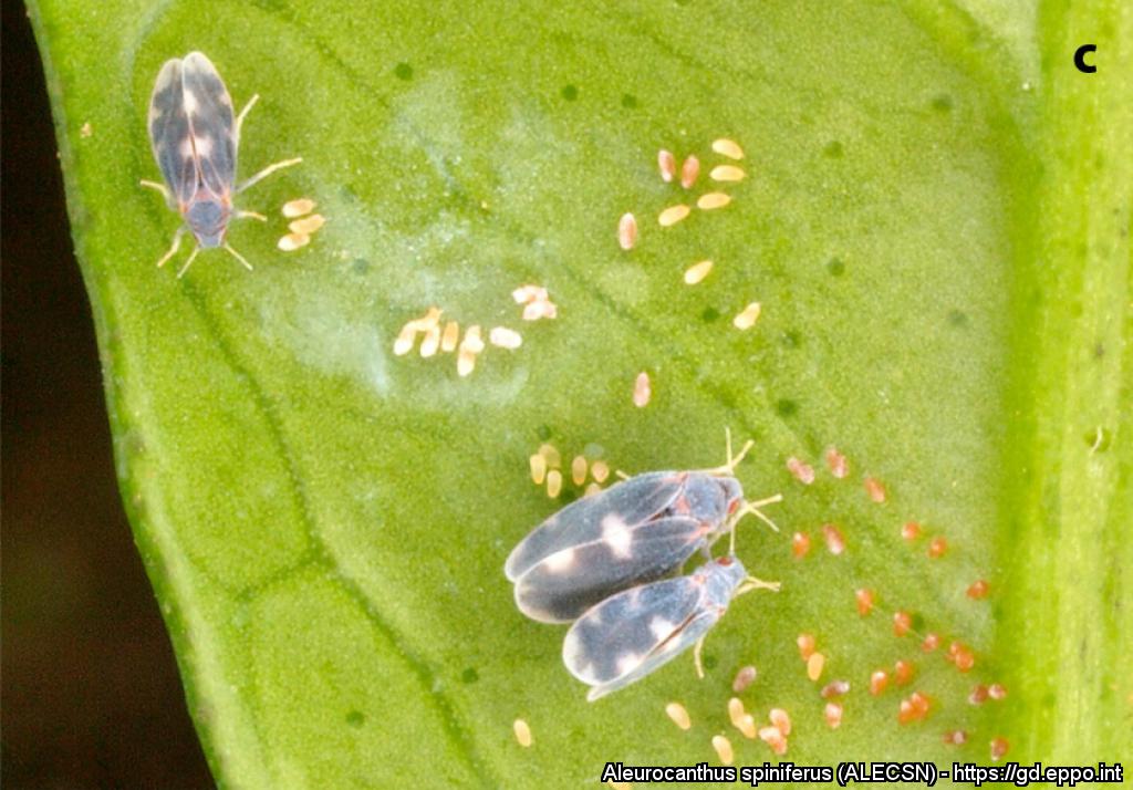 Plants_EFSA's tweet photo. 🫵The #PlantHealth Newsletter on #HorizonScanning for July 2022 is #AvailableNow! 
With the results of scientific and media sources retrieved 1-30 June by the #Medisys platform of @EU_ScienceHub  
read it here ▶️ https://t.co/2Sm7x4CVWg
#ToBRFV #Globodera #Xylella #Aleurocanthus https://t.co/QIZvHct1V5