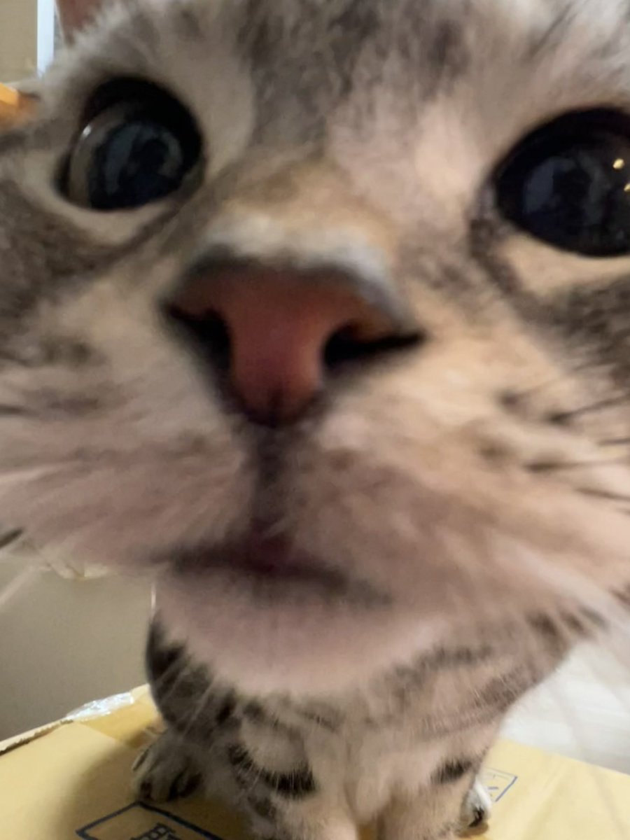 タグ 猫のいる生活 の注目ツイート メガとんトラック